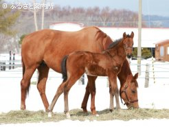 母ハリウッドドリームと今年産まれた当歳(牡　父シンボリクリスエス)