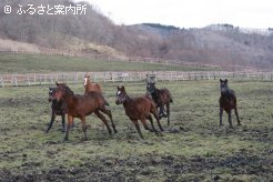 元気一杯の当歳馬たち