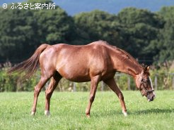 今年はジャングルポケットを受胎している