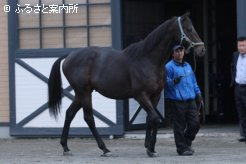 キングカメハメハの後継として期待は大きい