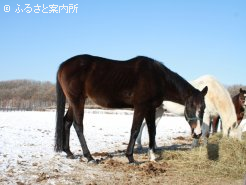 投げ草を黙々と食べる