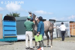 マイクロチップ検査を受けるJRA購買馬