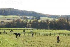 秋空の下、のんびりと過ごす繁殖牝馬たち