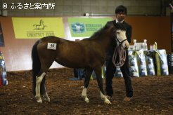 ジョッキーベイビーズを目指す子供のパートナーとして用に出陳された日本乗系種