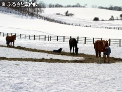 起伏に富んだ放牧地を構える