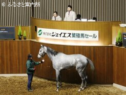 好調の繁殖牝馬セール