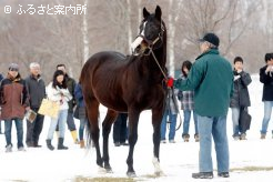 多数の活躍馬を送るホワイトマズル