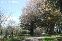 今年の日高地区は桜の開花が遅く、グランド牧場敷地内の桜も5月中旬にようやく満開