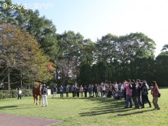 社台スタリオンステーションで、オルフェーヴルを見学～昨年のツアーより