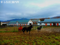 放牧地と厩舎風景