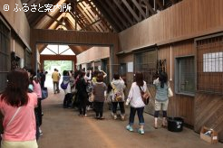 厩舎では馬房でくつろぐ姿も見学