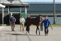 歩様検査を受けるJRAのオータムセール購買馬