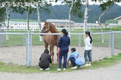 研修馬と戯れる体験入学会参加者
