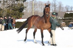 フランスから鳴り物入りで導入されたタートルボウル