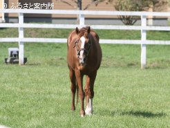 長きに種牡馬生活を送っている 