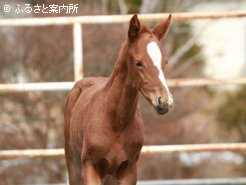 毛色と顔つきは父譲り