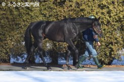 社台スタリオンステーションにスタッドインしたエイシンフラッシュ