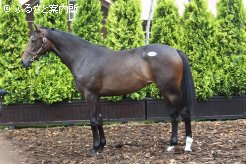 牝馬の最高価格マンデラの2012