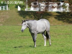 ローブデコルテの2010(牝　父アグネスタキオン)