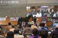 ノーザンホースパークで行われた内国産乗用馬市場