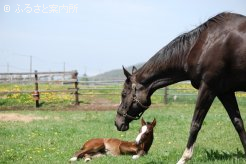 クリムゾンルージュと生まれて3日後の当歳馬