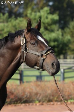 アメリカのゲインズウェイファームへの移籍が決まったエンパイアメーカー