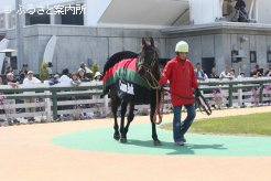 門別競馬場でお披露目されたコスモバルク