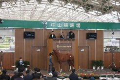 中山競馬場で行われたJRAブリーズアップセール