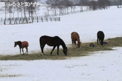 写真１ [一列に]
