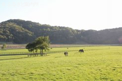 良血馬がずらりと揃った放牧地