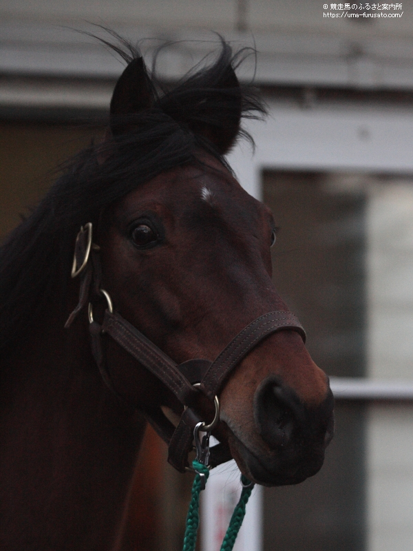 ザッツザプレンティがノーザンホースパークで乗馬に | 馬産地ニュース 