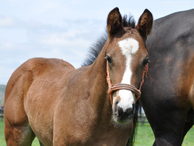 ローレルゲレイロに全弟が誕生 | 馬産地ニュース | 競走馬のふるさと案内所
