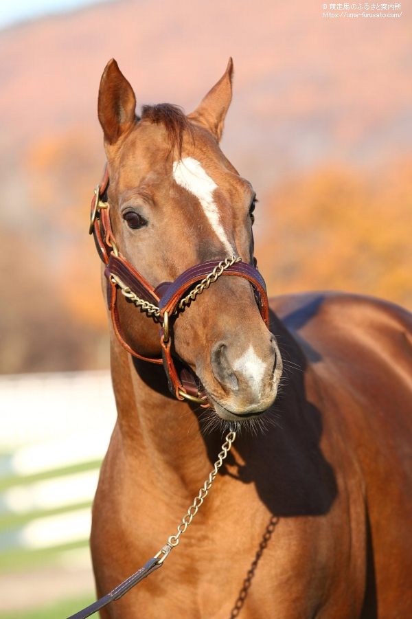 タイムパラドックスを訪ねて ビッグレッドファーム 馬産地コラム 競走馬のふるさと案内所