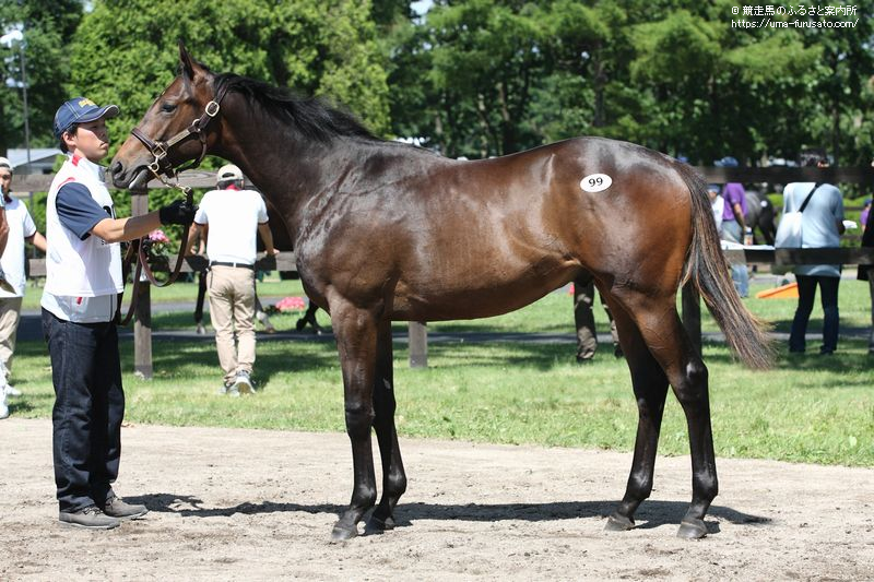 セレクトセール1歳が行われる | 馬産地ニュース | 競走馬のふるさと案内所