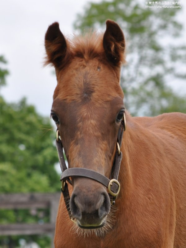 ブラボーデイジーの半妹が誕生 馬産地ニュース 競走馬のふるさと案内所