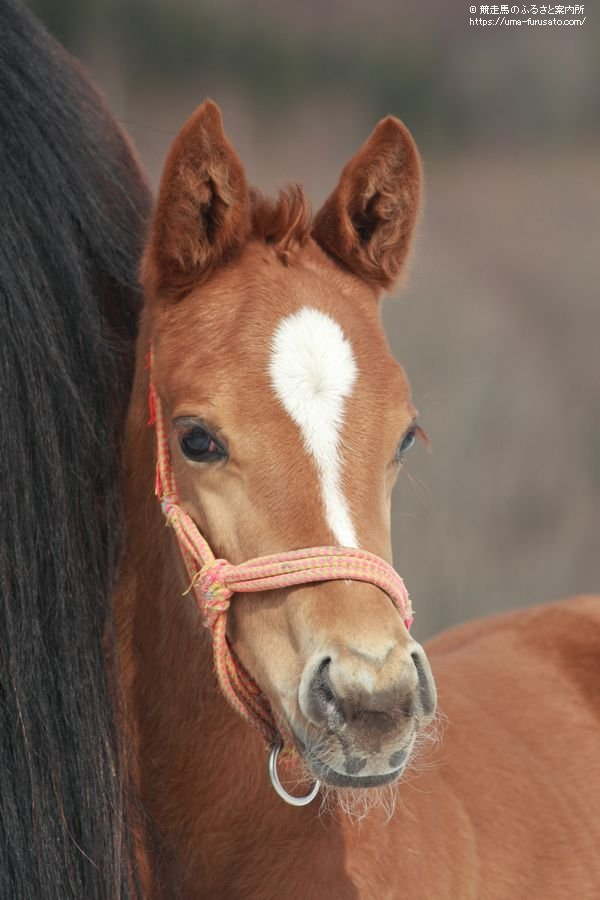 アニマルキングダムの本邦初産駒が誕生 馬産地ニュース 競走馬のふるさと案内所