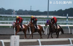 門別競馬場、朝の調教風景