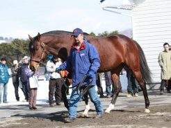 ダート交流G1・5勝の実績馬アジュディミツオー