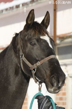 母チュウオーサーヤは現在13歳