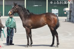 2009年エリザベス女王杯(G1)優勝馬クィーンスプマンテの初仔となる申請馬名ルーチェスプマンテ(牝、父マンハッタンカフェ)