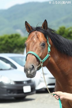 種牡馬入りしたヘンリーバローズ
