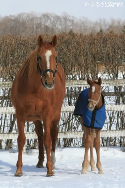 母シネマスコープとシネマスコープの2011(牝、父ゴールドアリュール)