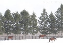 出産を控える繁殖牝馬たち