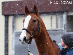 ヒラボクキングの母、エンキャンタドゥ