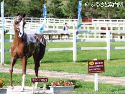 優駿メモリアルパークには同馬の像もある