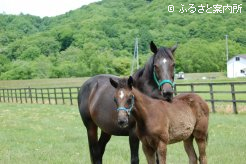 エメリミットの母プーカと今年生まれた当歳馬
