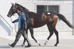 エピファネイアの半弟、申請馬名クローディオ(牡、父ハービンジャー)