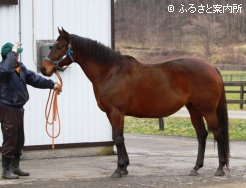 タイキシャトルを受胎している