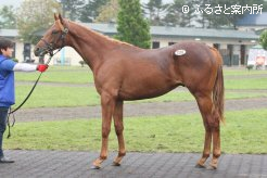 JRA日本中央競馬会が16,200,000円で落札したネローリ27(牡、父スクリーンヒーロー)