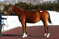 最高価格馬グリントインハーアイ